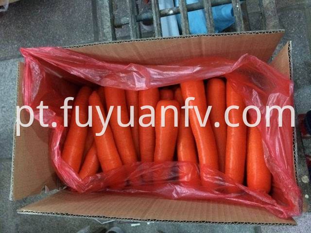 xiamen carrot 